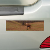 Bruin en blond paard in een veld bumpersticker (Op auto)
