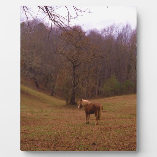 Bruin en blond paard in een veld fotoplaat (Voorkant)