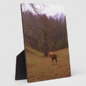 Bruin en blond paard in een veld fotoplaat (Zijkant)