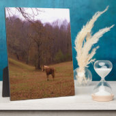 Bruin en blond paard in een veld fotoplaat (Zijkant)