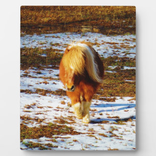 Bruin en crème miniatuurpaard in de sneeuw. fotoplaat