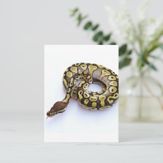 Bruin en goudbal Python 2 Briefkaart (Staand voorkant)