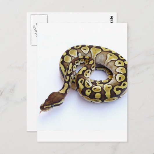 Bruin en goudbal Python 2 Briefkaart (Voorkant / Achterkant)
