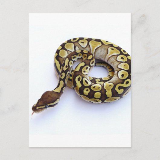 Bruin en goudbal Python 2 Briefkaart (Voorkant)