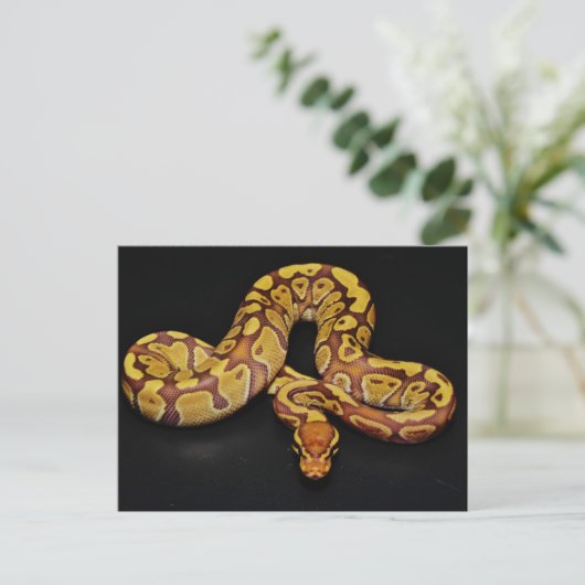 Bruin en goudbal Python Briefkaart (Staand voorkant)