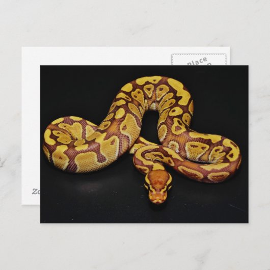 Bruin en goudbal Python Briefkaart (Voorkant / Achterkant)