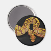 Bruin en goudbal Python Magneet (Voorkant / Achterkant)