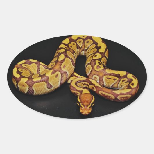 Bruin en goudbal Python Ovale Sticker (Voorkant)