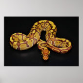 Bruin en goudbal Python Poster (Voorkant)