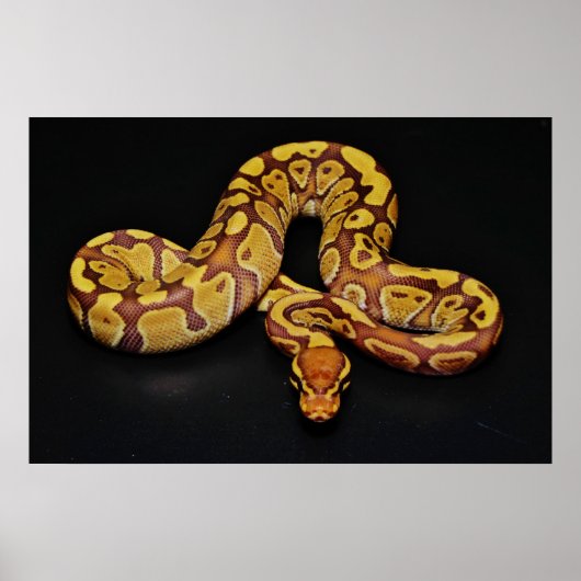 Bruin en goudbal Python Poster (Voorkant)