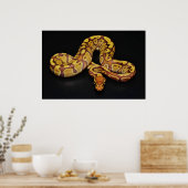 Bruin en goudbal Python Poster (Keuken)