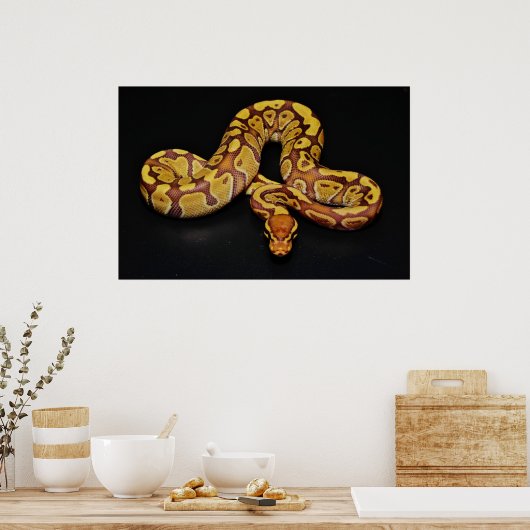Bruin en goudbal Python Poster (Keuken)