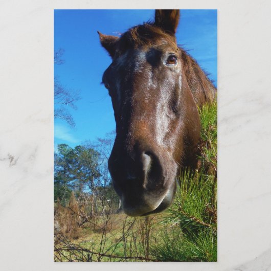 Bruin en roomkleurig paardenblauw briefpapier (Voorkant)