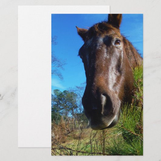 Bruin en roomkleurig paardenblauw briefpapier (Voorkant / Achterkant)