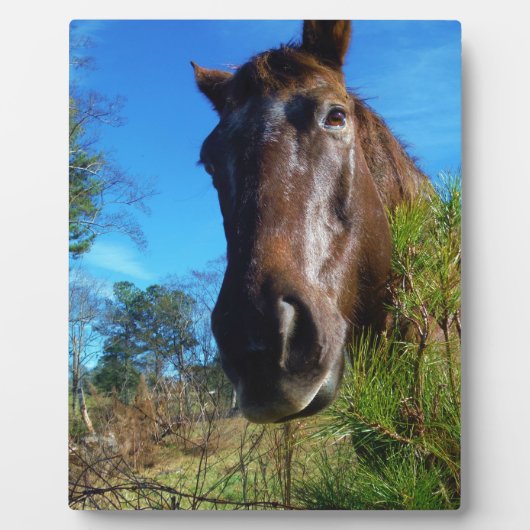 Bruin en roomkleurig paardenblauw fotoplaat (Voorkant)