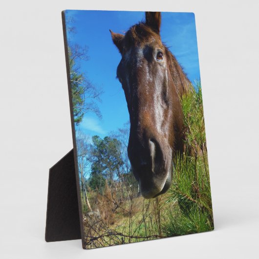 Bruin en roomkleurig paardenblauw fotoplaat (Zijkant)