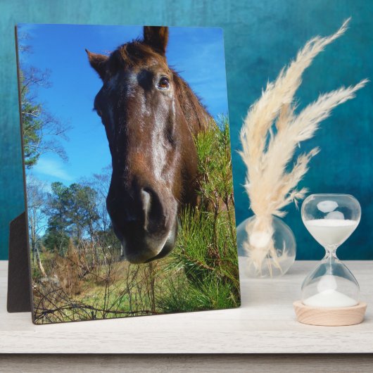 Bruin en roomkleurig paardenblauw fotoplaat (Zijkant)