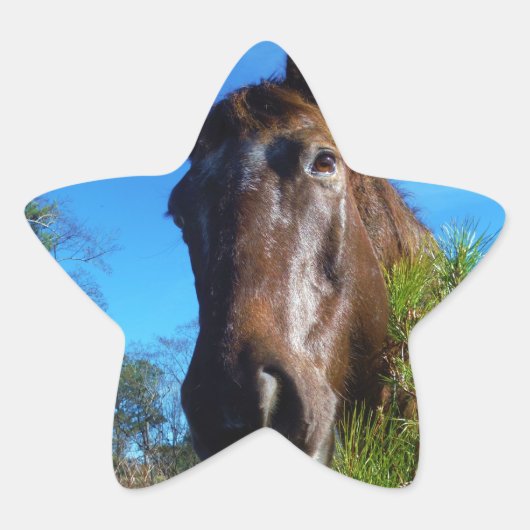 Bruin en roomkleurig paardenblauw ster sticker (Voorkant)