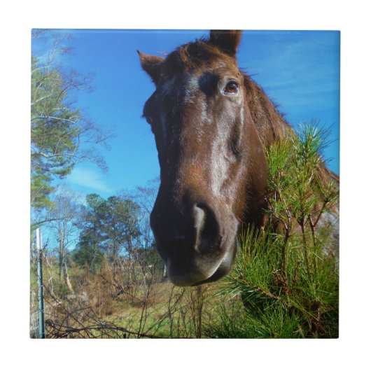 Bruin en roomkleurig paardenblauw tegeltje (Voorkant)