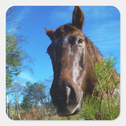 Bruin en roomkleurig paardenblauw vierkante sticker (Voorkant)