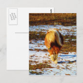 Bruin en roomminiatuur paard in de sneeuw. briefkaart (Voorkant / Achterkant)