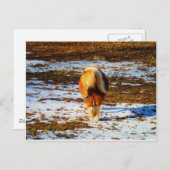 Bruin en roomminiatuur paard in de sneeuw. briefkaart (Voorkant / Achterkant)