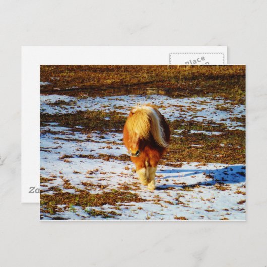 Bruin en roomminiatuur paard in de sneeuw. briefkaart (Voorkant / Achterkant)