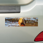 Bruin en roomminiatuur paard in de sneeuw. bumpersticker (Op auto)
