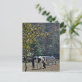 Bruin en wit gekleurd paard en roompaard briefkaart (Staand voorkant)
