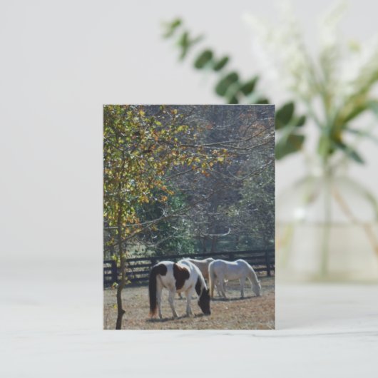 Bruin en wit gekleurd paard en roompaard briefkaart (Staand voorkant)