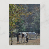 Bruin en wit gekleurd paard en roompaard briefkaart (Voorkant)