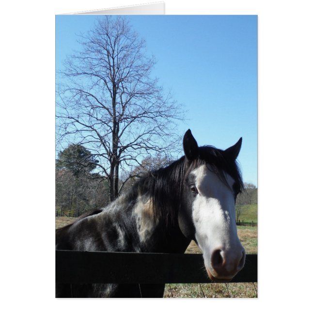 Bruin en wit, gekleurd paard, heldere blauwe hemel (Voorkant)