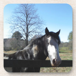 Bruin en wit, gekleurd paard, heldere blauwe hemel bier onderzetter