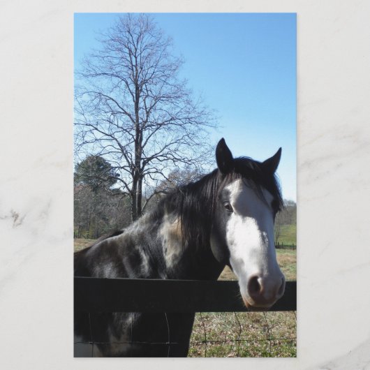 Bruin en wit, gekleurd paard, heldere blauwe hemel briefpapier (Voorkant)