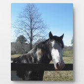 Bruin en wit, gekleurd paard, heldere blauwe hemel fotoplaat (Voorkant)