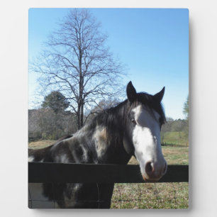 Bruin en wit, gekleurd paard, heldere blauwe hemel fotoplaat