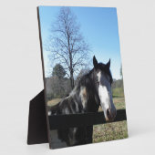 Bruin en wit, gekleurd paard, heldere blauwe hemel fotoplaat (Zijkant)
