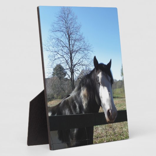 Bruin en wit, gekleurd paard, heldere blauwe hemel fotoplaat (Zijkant)