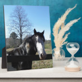 Bruin en wit, gekleurd paard, heldere blauwe hemel fotoplaat (Zijkant)