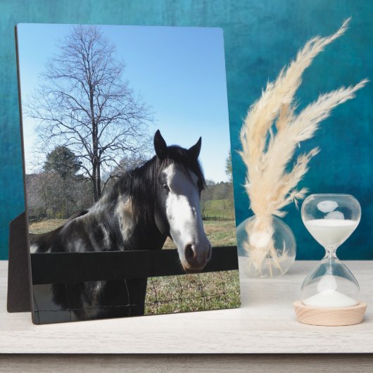 Bruin en wit, gekleurd paard, heldere blauwe hemel fotoplaat (Zijkant)