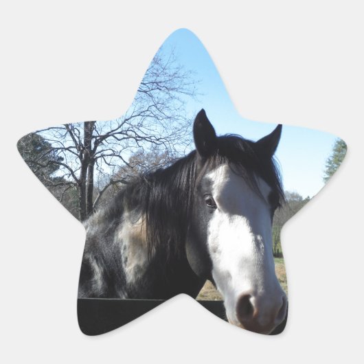 Bruin en wit, gekleurd paard, heldere blauwe hemel ster sticker (Voorkant)