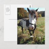 Bruin en wit, geverfd paard, koninginnenpalm briefkaart (Voorkant / Achterkant)