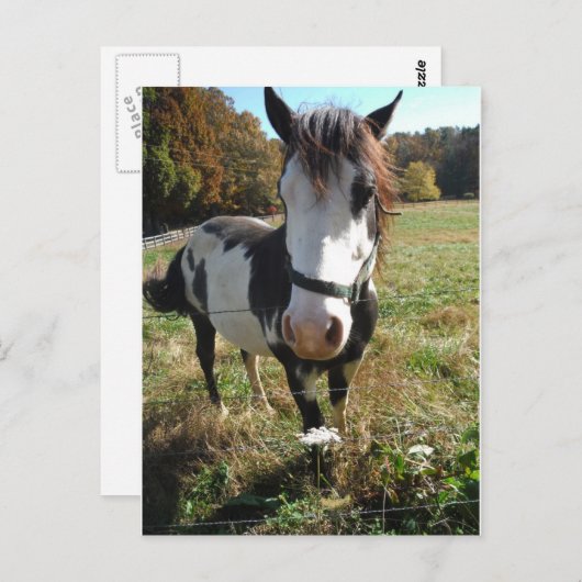 Bruin en wit, geverfd paard, koninginnenpalm briefkaart (Voorkant / Achterkant)