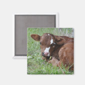 Bruin en wit kalf magneet (Voorkant / Achterkant)