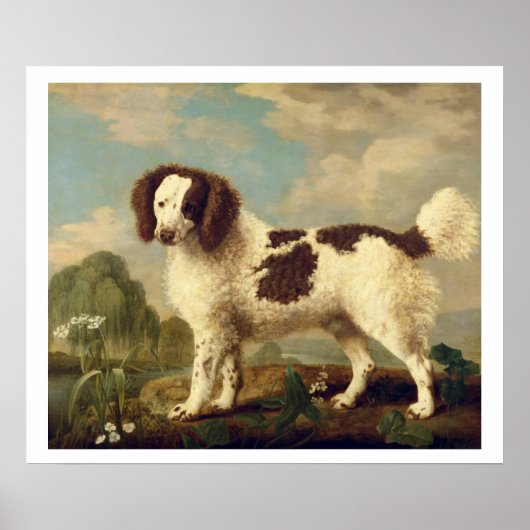 Bruin en wit Norfolk of Water Spaniel, 1778 (olie Poster (Voorkant)