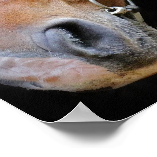 Bruin en wit paard poster (Hoek)