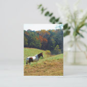 Bruin en wit paard van herfstbomen briefkaart (Staand voorkant)
