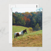 Bruin en wit paard van herfstbomen briefkaart (Voorkant / Achterkant)