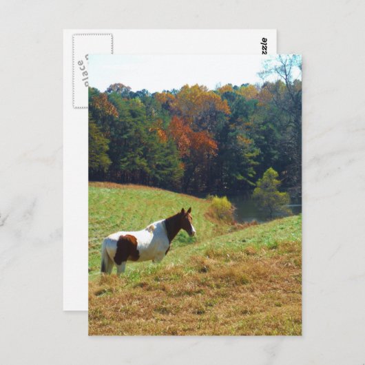 Bruin en wit paard van herfstbomen briefkaart (Voorkant / Achterkant)