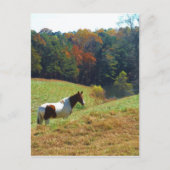 Bruin en wit paard van herfstbomen briefkaart (Voorkant)